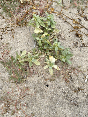 Sawtooth Ditaxis plant habit