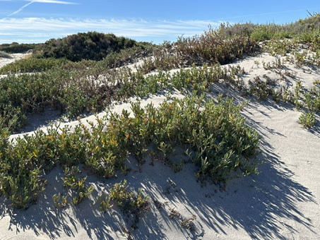 Sea purslane on foredunes