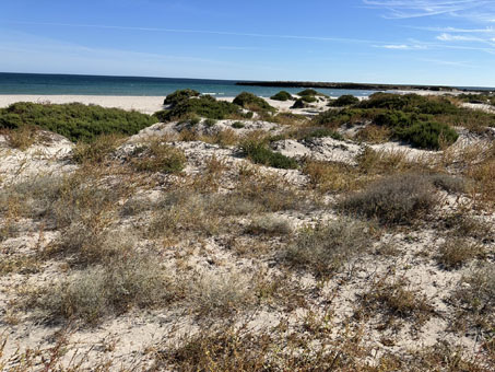 Dune plants