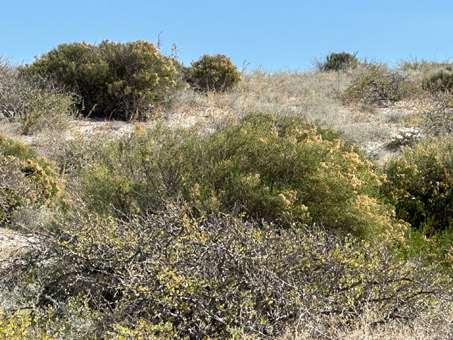 dune plants