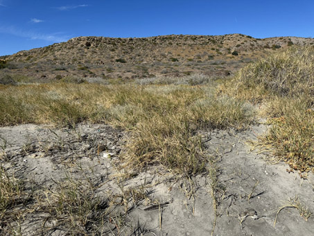 dune plants
