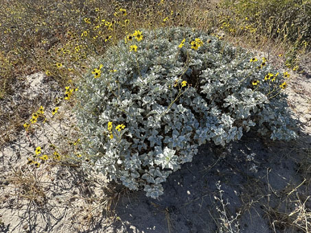 Brittlebush on dune