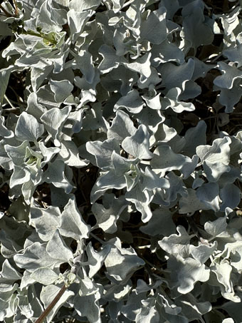 Leaves of Brittlebush