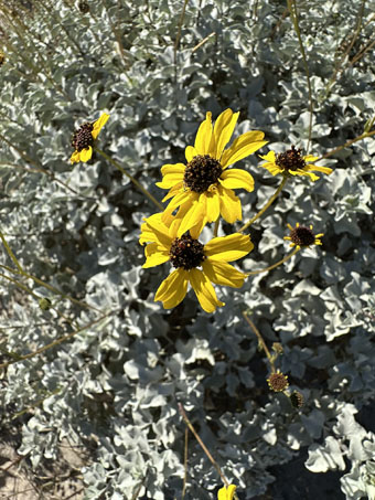 Brittlebush flowers and leaves