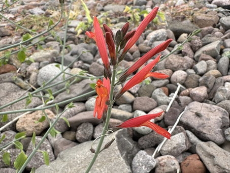 Hummingbird plant in bloom