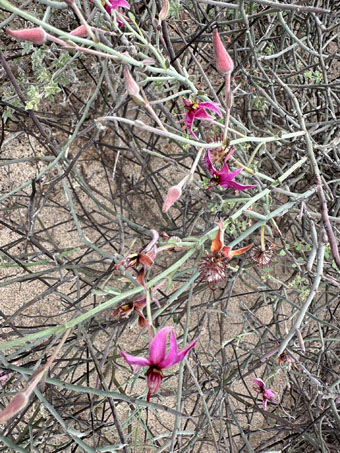 Krameria plant