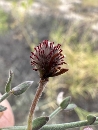 Krameria fruit