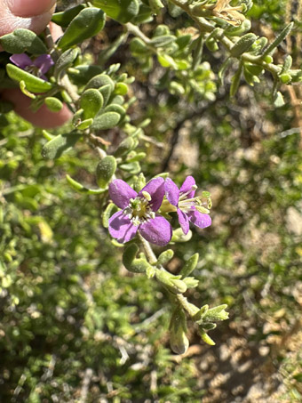 Desert thorn fruit