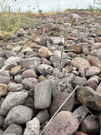 Palafoxia plant in bloom