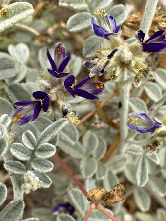 Closeup of Emoryi Dyebush flowers