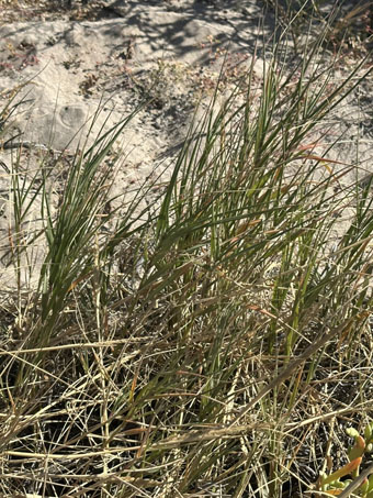 Beach Dropseed