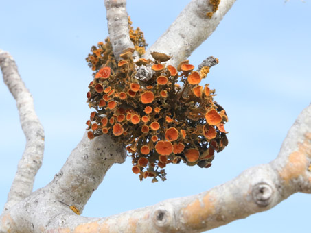 Gold-eye lichen