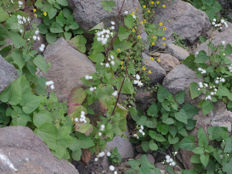 Sticky snakeroot plants