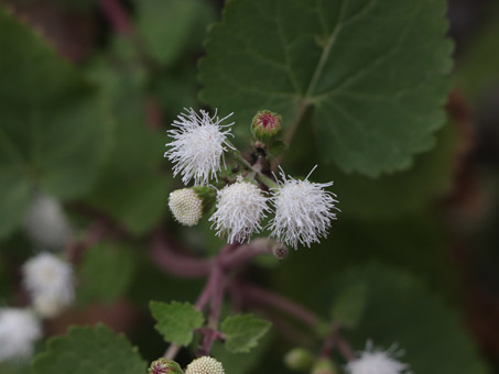 Sticky snakeroot plants