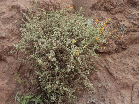 Moran Butterflybush plant