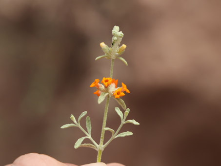 flores de Moran Butterflybush