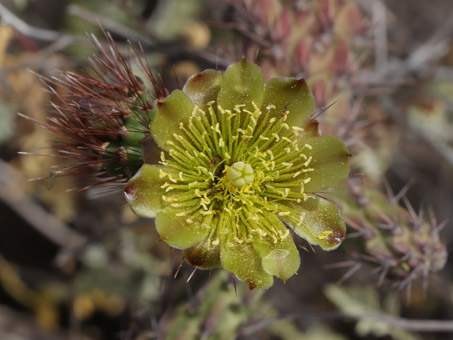 Cholla Barbuda