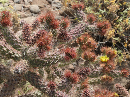 Cholla Barbuda