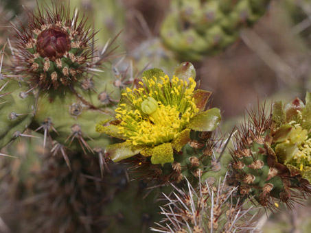 Cholla Barbuda