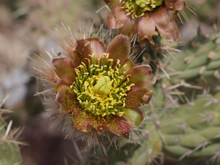 Cholla Barbuda