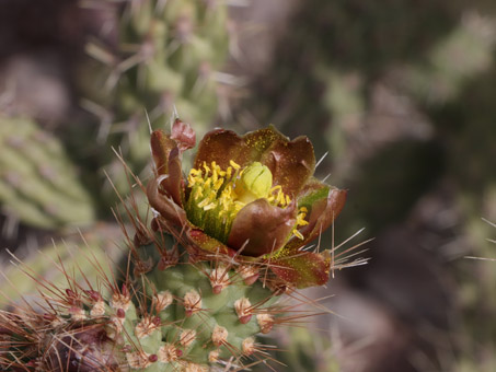 Cholla Barbuda