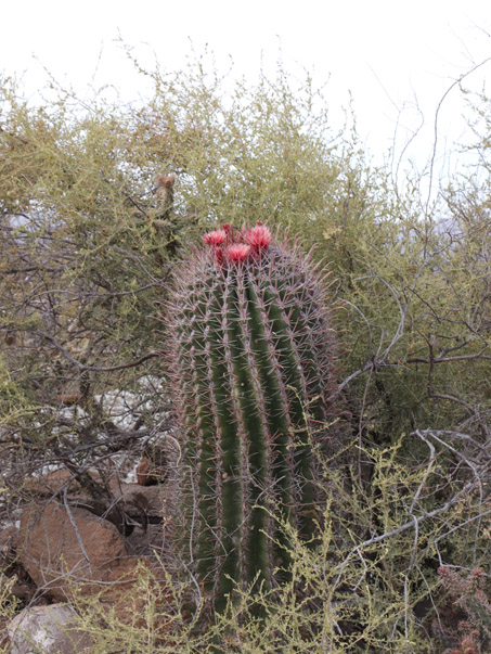 Red-Spine Barrel Cactus