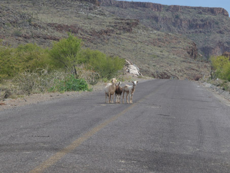 chivas caminando en la carretera