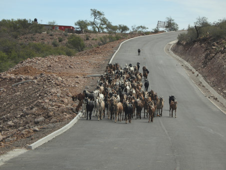 chivas caminando en la carretera