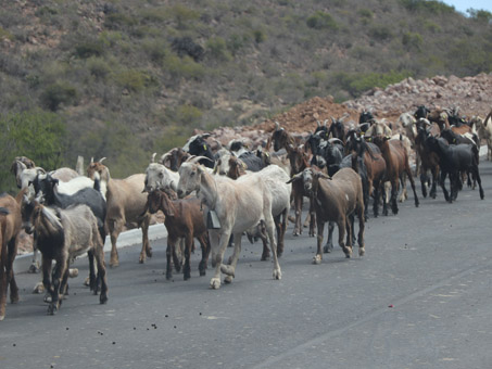 chivas caminando en la carretera