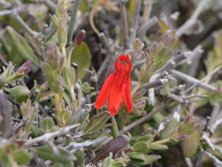 Palmer Tube-tongue flower