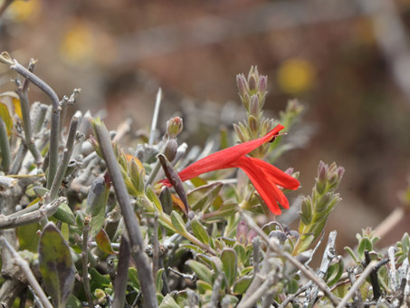 Palmer Tube-tongue flower