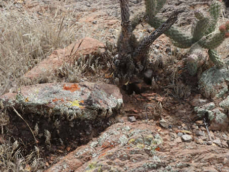 Líquenes, musgos y Flor de la piedra en una piedra