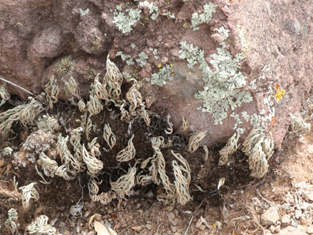 Líquenes, musgos y Flor de la piedra en una piedra