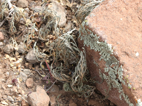 Lichens and Spike moss on boulder