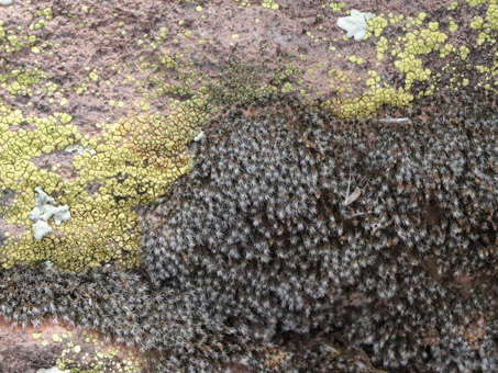 Líquenes, musgos y Flor de la piedra en una piedra