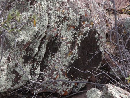 Líquenes y musgos en una piedra