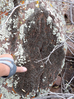 Lichens and mosses on boulder