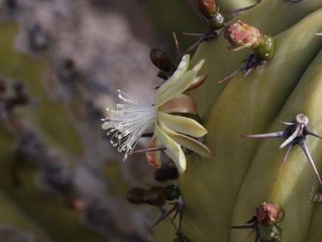 Candelabra cactus flower