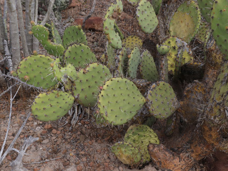 Planta de nopal