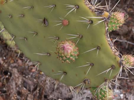 Prickly pear cactus pad with flower bud