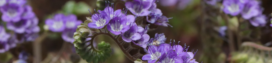 Rama Zorilla (Phacelia scariosa)