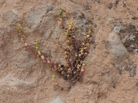 planta de Western Pellitory