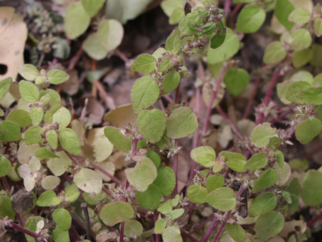 Western Pellifory leaves and flowers