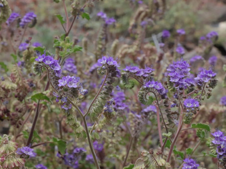 Southern Mountain Phacelia flowers