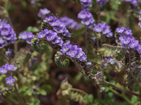 Southern Mountain Phacelia flowers