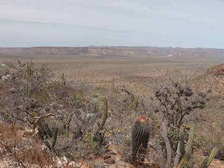 Plantas y vista en la  Sierra de San Francisco