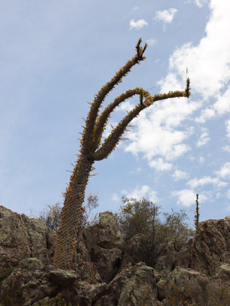 Boojum tree on hillside