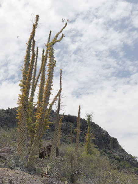 Boojum trees on hillside