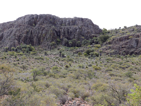 densely vegetated alluvial fan