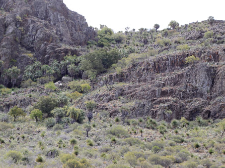 densely vegetated alluvial fan